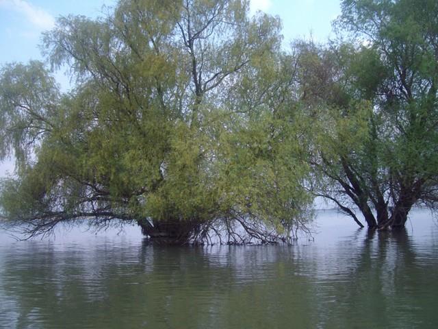 Prin Delta Dunarii - SANY5318.JPG